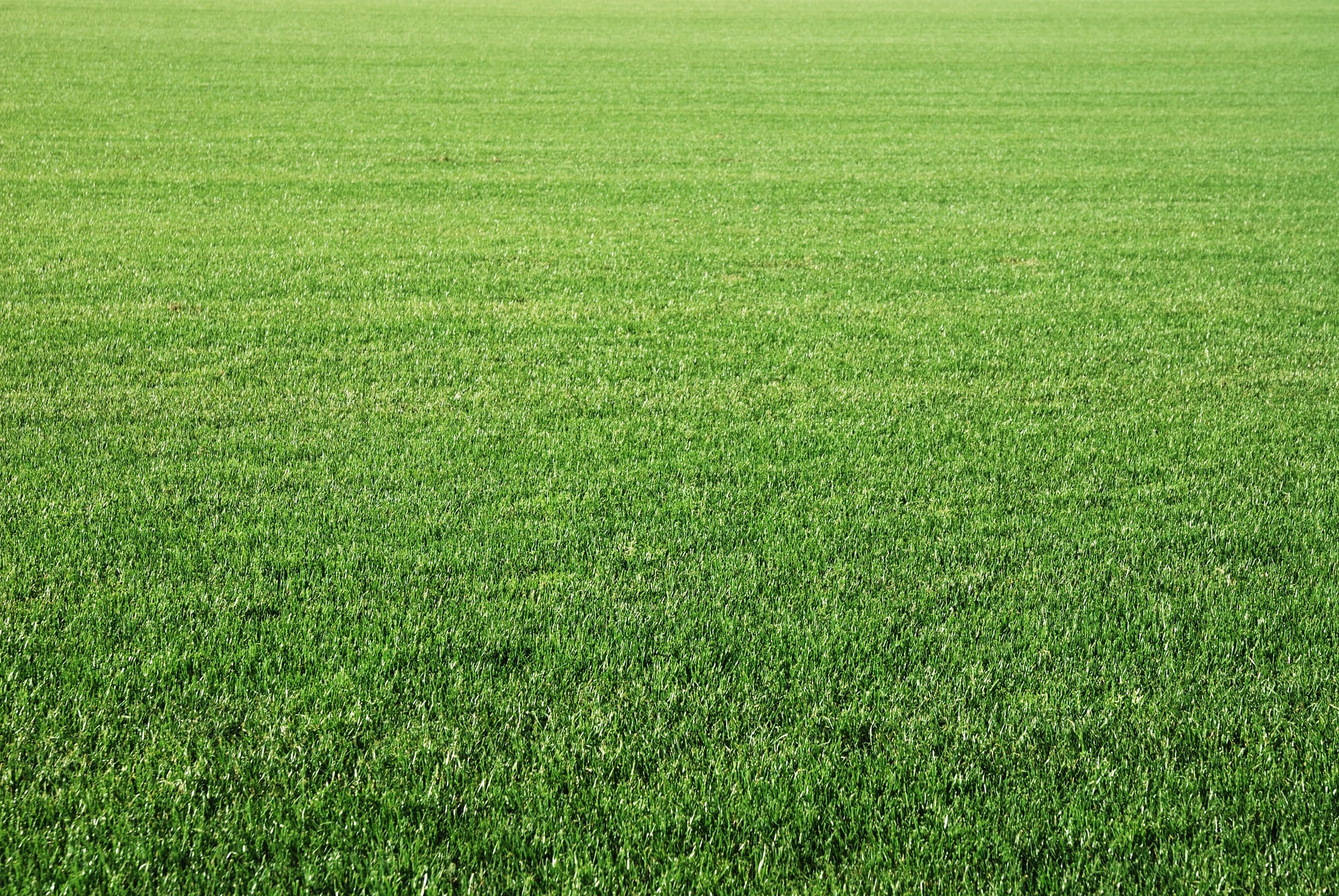 Green Lawn